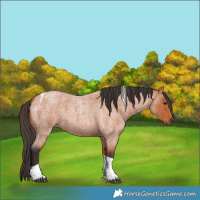 Horse Color:Bay Roan Tobiano