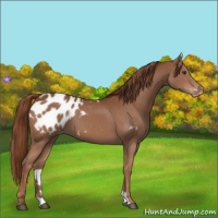 Horse Color:Chestnut Appaloosa 