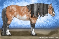 Horse Color:White Spotted Bay Frame  and White Spotted Bay Frame Rabicano 