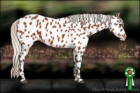 Horse Color:Silver Brown Appaloosa 