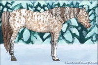 Horse Color:Bay Dun Appaloosa  and Bay Dun Appaloosa 