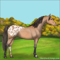Horse Color:Bay Appaloosa 