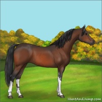 Horse Color:Bay Tobiano Rabicano  and Bay Tobiano Rabicano 