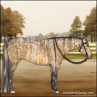 Horse Color:Perlino  and Buckskin 