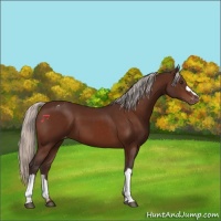 Horse Color:Silver Brown Varnish