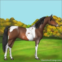 Horse Color:Bay Roan Tobiano Rabicano  and Bay Tobiano Rabicano 