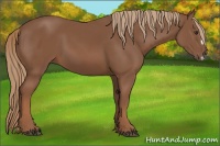 Horse Color:Chestnut Frame 
