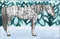 Horse Color:White Spotted Black  and White Spotted Black Leopard 