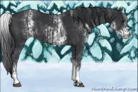 Horse Color:White Spotted Black  and White Spotted Black 
