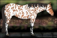 Horse Color:Bay Appaloosa 