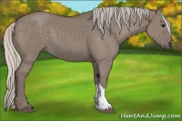 Horse Color:Silver Grullo 