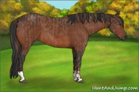 Horse Color:Chestnut  and Bay 