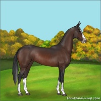 Horse Color:Brown Splash Frame Rabicano 