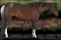 Horse Color:White Spotted Brown