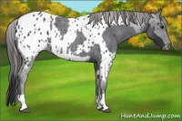 Horse Color:Blue Roan  and Blue Roan Near Leopard 