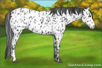 Horse Color:Blue Roan Splash Near Leopard  and Blue Roan Splash Near Leopard 