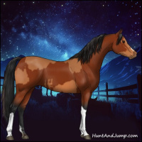 Horse Color:Bay  and Gray Bay 