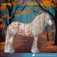 Horse Color:Chestnut  and Chestnut Appaloosa 