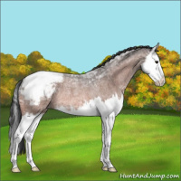 Horse Color:Bay Ice Roan Splash Appaloosa Rabicano 