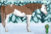 Horse Color:Red Roan Splash Appaloosa 