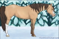 Horse Color:Amber Champagne 