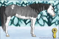 Horse Color:Blue Roan Splash Appaloosa Rabicano 