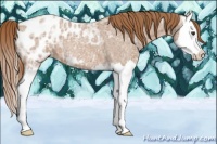 Horse Color:Red Ice Roan Splash Appaloosa 