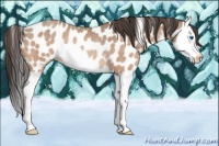 Horse Color:Amber Champagne Splash Leopard Rabicano 