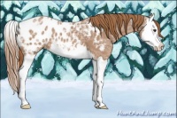 Horse Color:Chestnut Ice Splash Appaloosa 