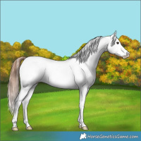 Horse Color:Brown Ice Roan Appaloosa 