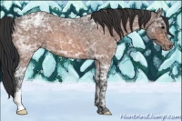 Horse Color:Bay Ice Roan Appaloosa 