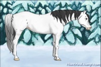 Horse Color:Blue Roan Splash Appaloosa 