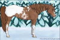 Horse Color:Chestnut Appaloosa 