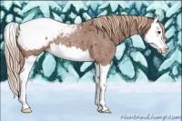 Horse Color:Red Roan Splash Appaloosa 
