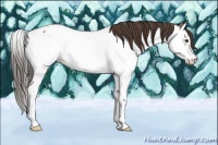 Horse Color:Bay Roan Splash Appaloosa 