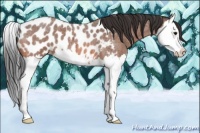 Horse Color:Bay Roan Splash Near Leopard 