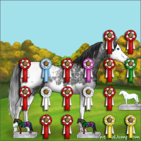 Horse Color:Black Ice Splash Appaloosa 