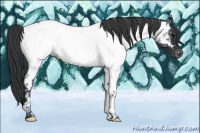 Horse Color:Blue Roan Appaloosa 