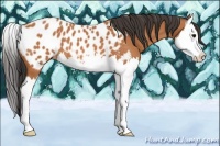 Horse Color:Bay Splash Near Leopard 