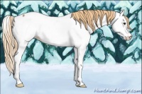 Horse Color:Red Roan Splash Appaloosa 