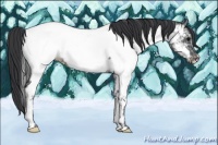 Horse Color:Black Ice Appaloosa 