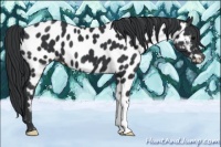 Horse Color:Black Near Leopard 