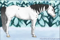 Horse Color:Black Splash Appaloosa 