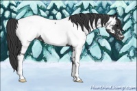 Horse Color:Blue Roan Appaloosa 