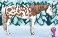 Horse Color:Red Roan Splash Appaloosa 