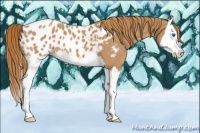 Horse Color:Red Roan Splash Appaloosa 