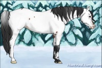 Horse Color:Brown Appaloosa 