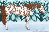 Horse Color:Red Roan Near Leopard 