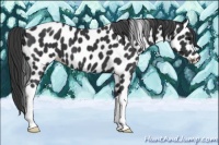 Horse Color:Black Appaloosa 