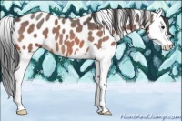 Horse Color:Bay Roan Splash Appaloosa 